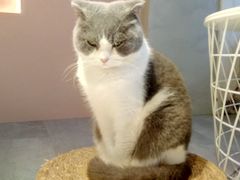 -猫儿山۰猫主题餐厅