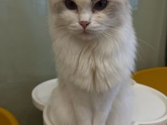 -有喵·猫咖·狗咖·30几只猫10只小狗(岗厦店)