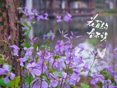 -茅家埠