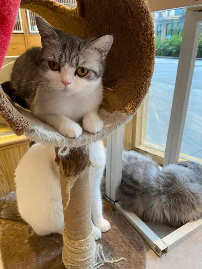 喵屋咖啡·猫咖(汉街店)-"一共三层楼,进门有要求清洗手,这个对人对.