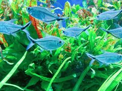 -太平洋海底世界