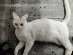 -岳合轩老北京涮肉