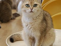 -有喵·猫咖·狗咖·40+猫狗有小奶狗(岗厦店)