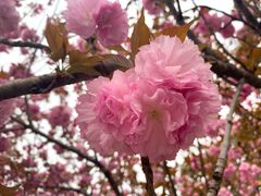 -新疆大盘鸡·十八年老店