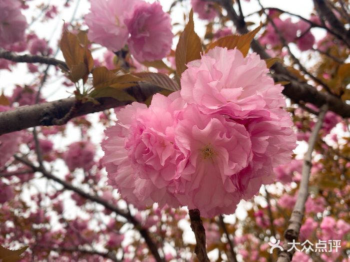 新疆大盘鸡·十八年老店图片