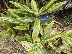 -深圳仙湖植物园