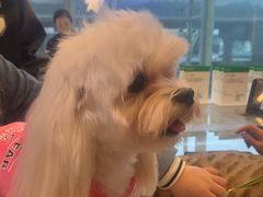 -帕帕拉兹宠物(亚洲旗舰店)