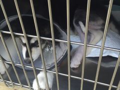 -爱侣·安琦尔宠物医院·中兽医针灸·心内科·狂犬免疫点(宝山区院)