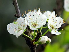 -南汇桃花村