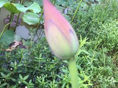 -艾溪湖湿地公园