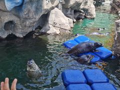 -华夏文旅海洋公园