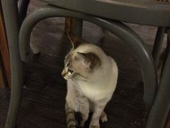 -吉丁鸟咖·异宠·寄养