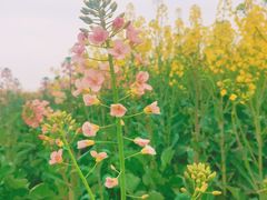 -中国天府农业博览园