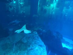 -迪拜水族馆及水下动物园