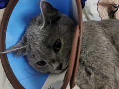 -派联宠物医院·24h·CT·异宠