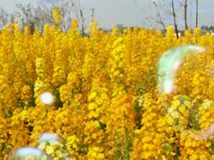 -桤木河湿地公园