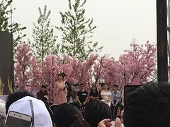 -荷兰花海