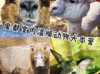 我和一只羊驼不得不说的故事
