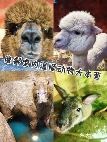 我和一只羊驼不得不说的故事