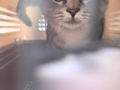 -宠福鑫康馨动物医院·骨科·眼科