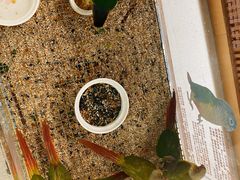 -帕帕拉兹宠物(亚洲旗舰店)