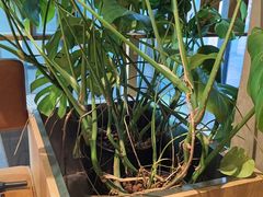 -Wagas沃歌斯(星荟中心店)