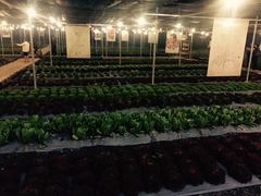 -Ohkajhu Organic Farm Sansai