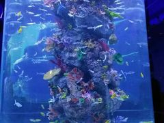 -芜湖新华联大白鲸海洋公园