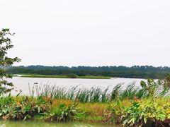-大湾区中央湿地公园