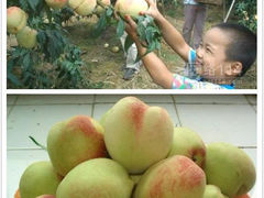 android_upload_pic-连平县上坪镇鹰嘴水蜜桃基地