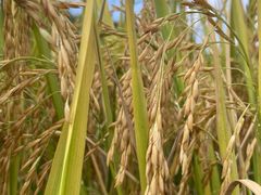 -紫鹊界梯田景区