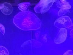 -大连圣亚海洋世界