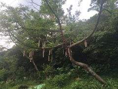 -菁桐火车站