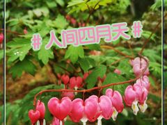 -南京古林公园