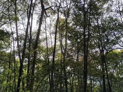 -卿园芳远·正宗石鼓白鸭汤