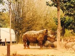 -清迈夜间动物园