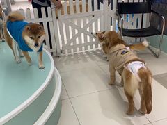 -怪兽屋·羊驼·猫咖·狗咖(俊华广场店)