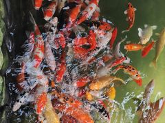 -南宫五洲植物乐园