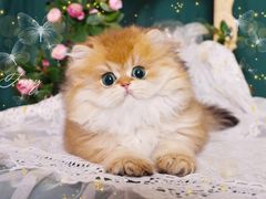 -青奢宠物·青奢猫舍