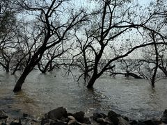 -宝安西湾红树林湿地公园