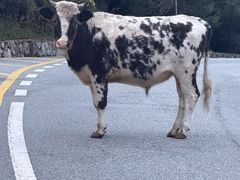 -玛拉亚藏餐厅