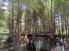 -溱湖国家湿地公园