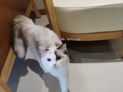 -藏猫猫咖啡主题馆(中央大道店)