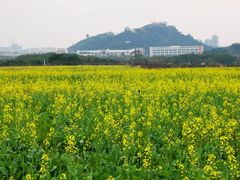 -光明小镇欢乐田园