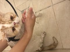 -爱诺耐芙动物医院(万博店)