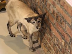 -豆逗聊愈猫阁Easy Life