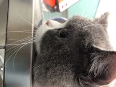 -高德24h动物医院