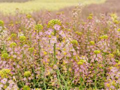 -中国天府农业博览园