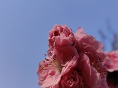 -桃花堤公园