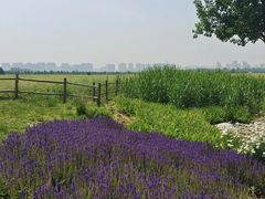 -汉长安城未央宫国家考古遗址公园